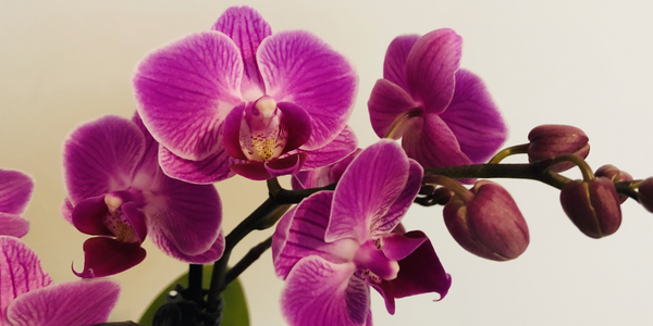 The Orchid: Meanings, Images & Insights