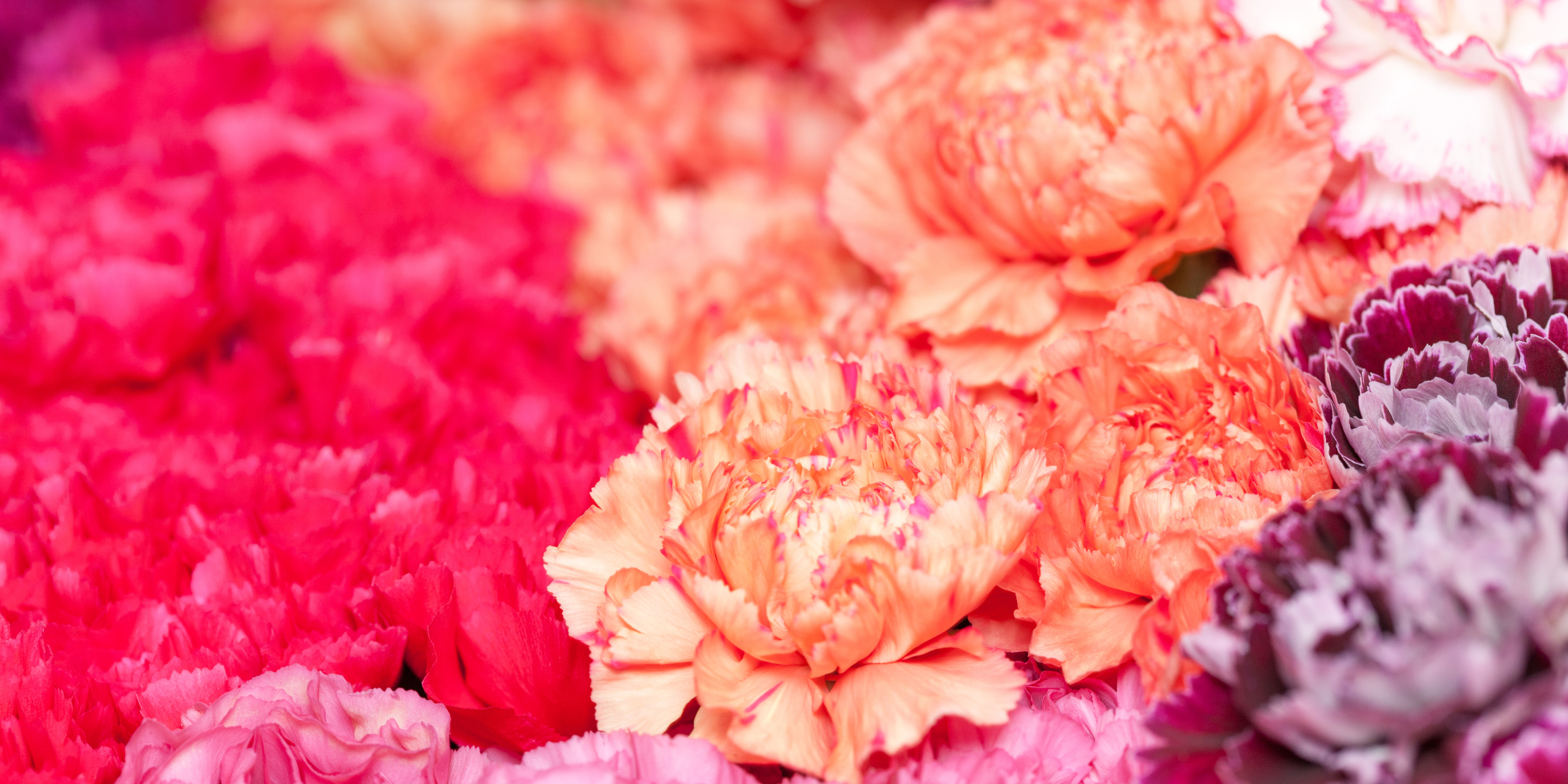 January Birth Flowers & Meanings: Carnation & Snowdrop