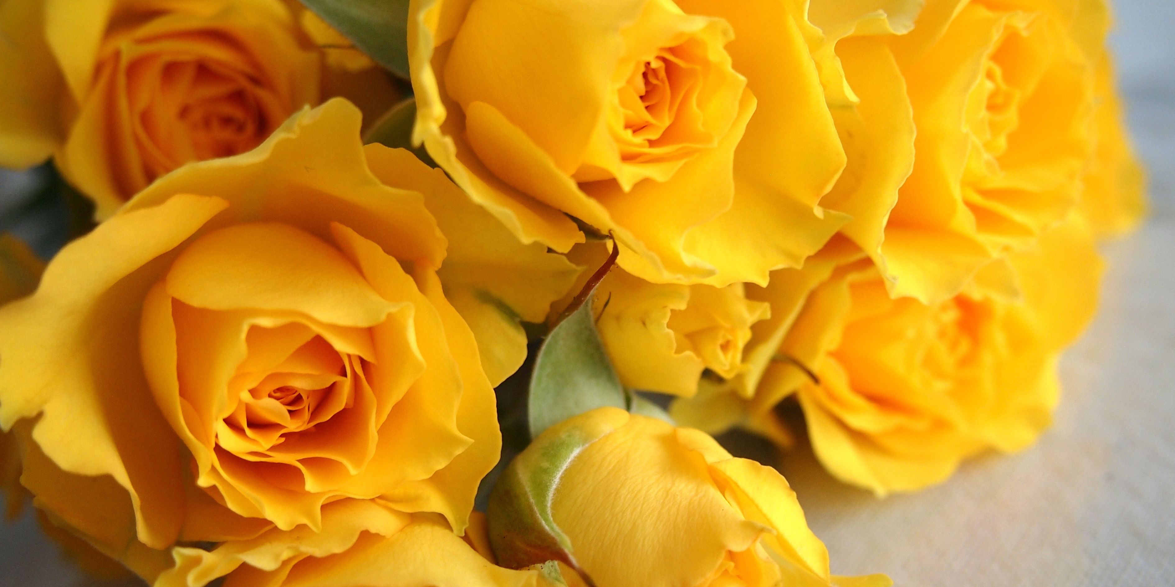 Friendship Flowers: Blooms to Celebrate Your Besties