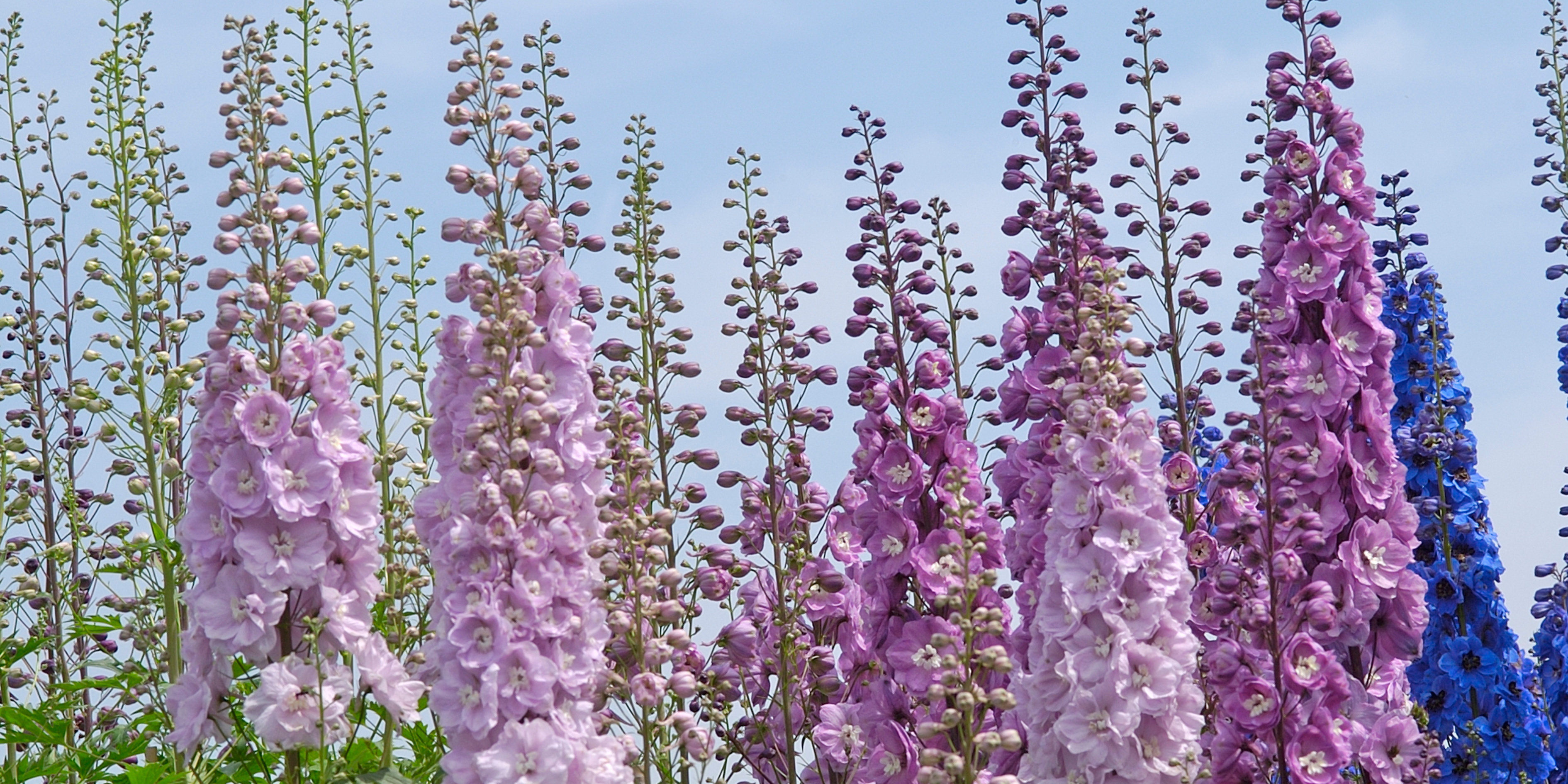 July Birth Flowers & Meanings: Water Lily & Larkspur