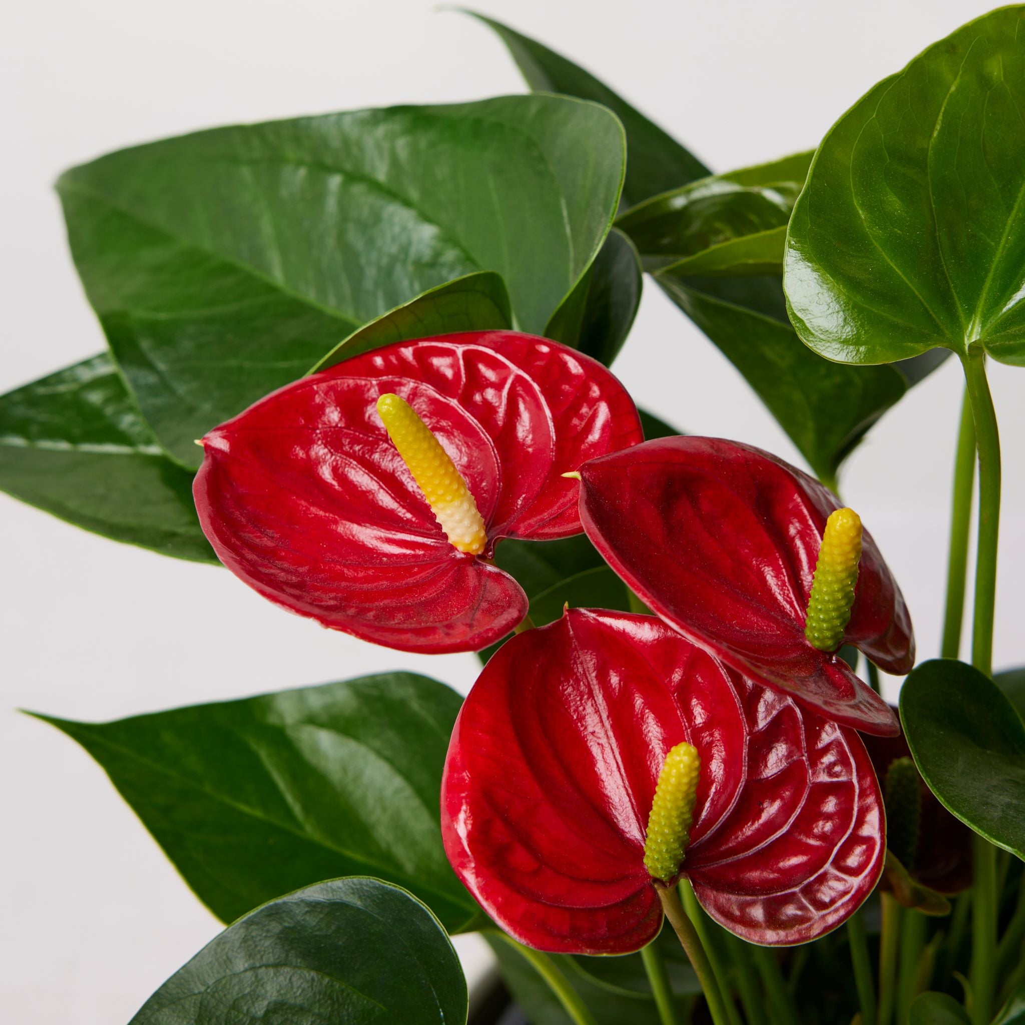 The Anthurium