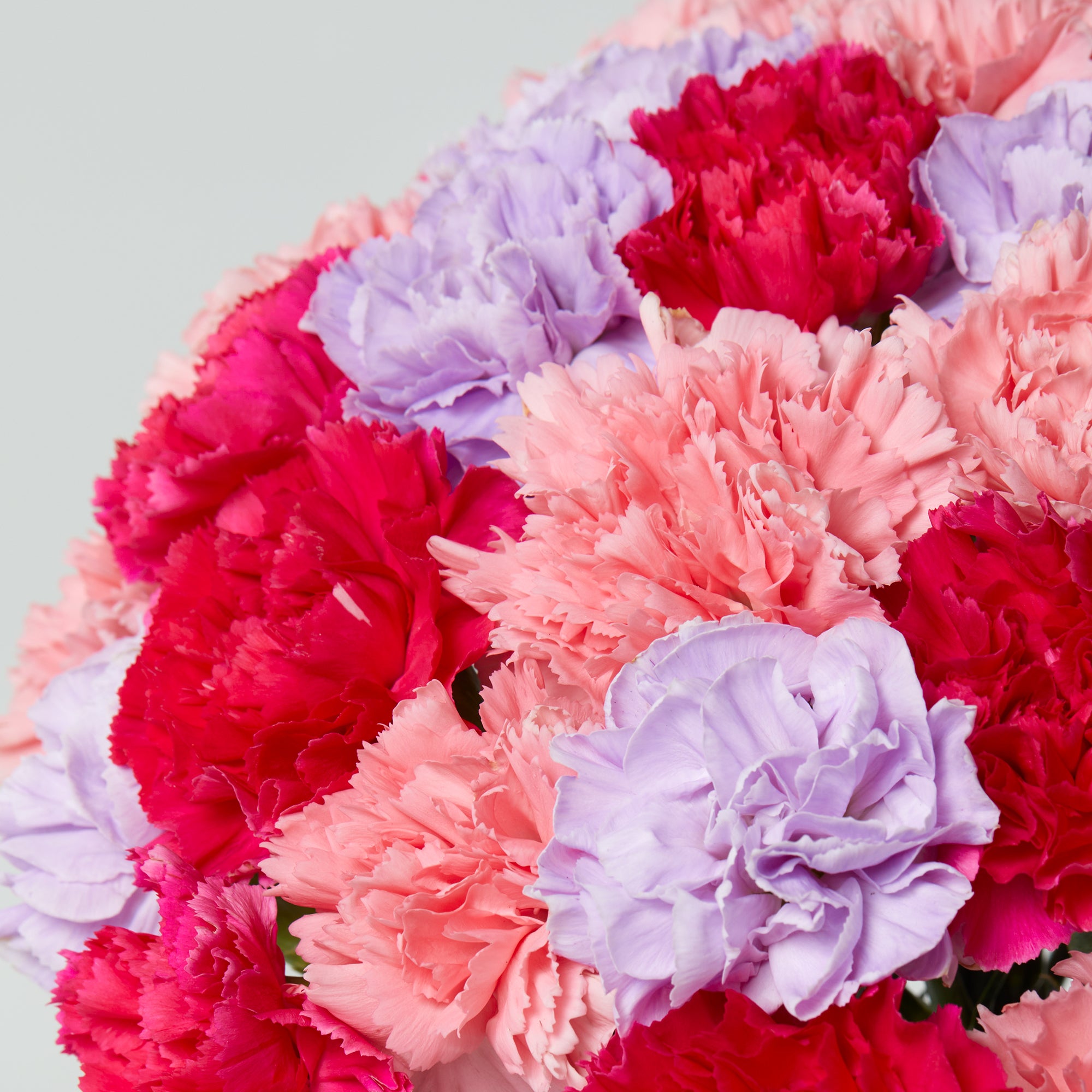 Mixed Carnations