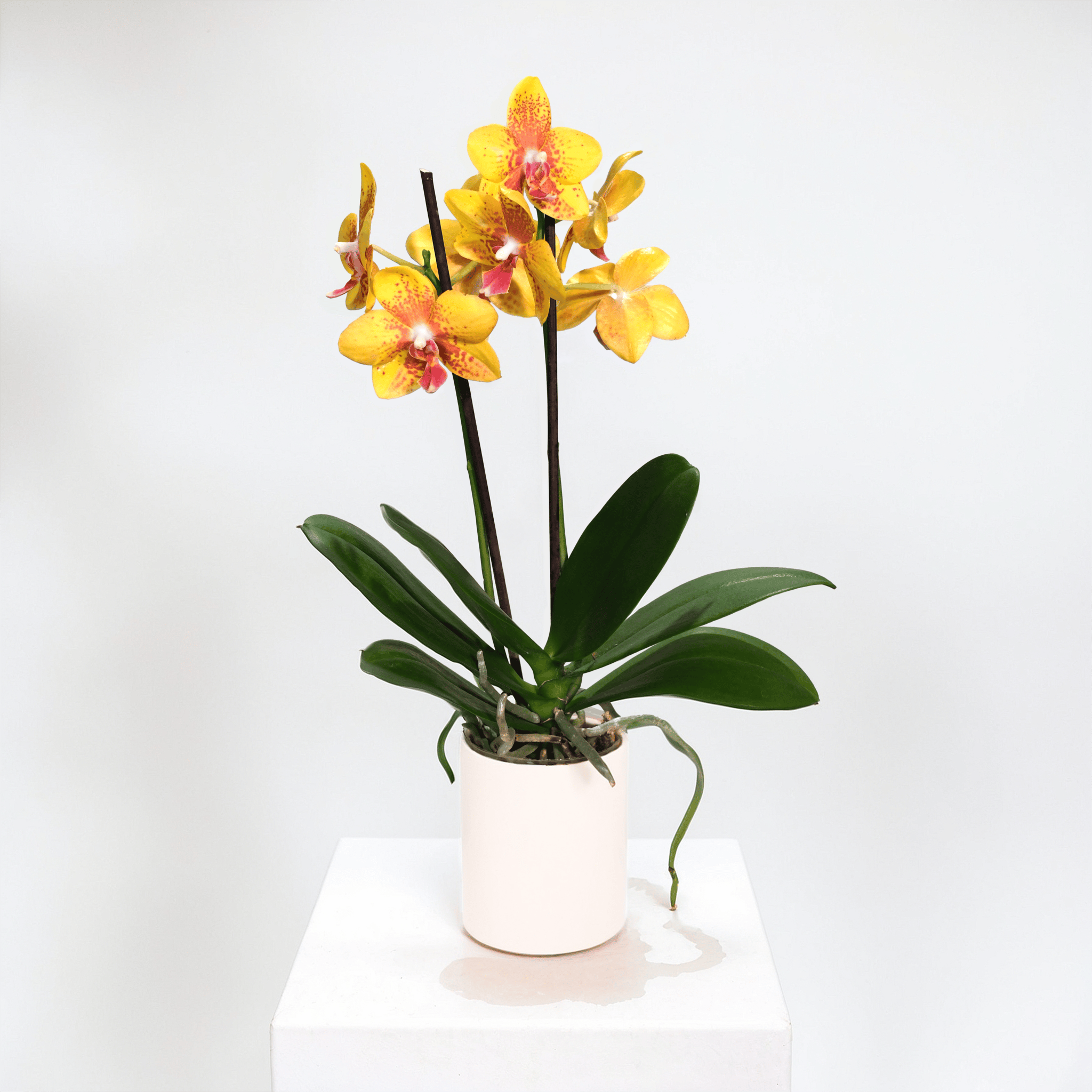 Double Phalaenopsis Orchid