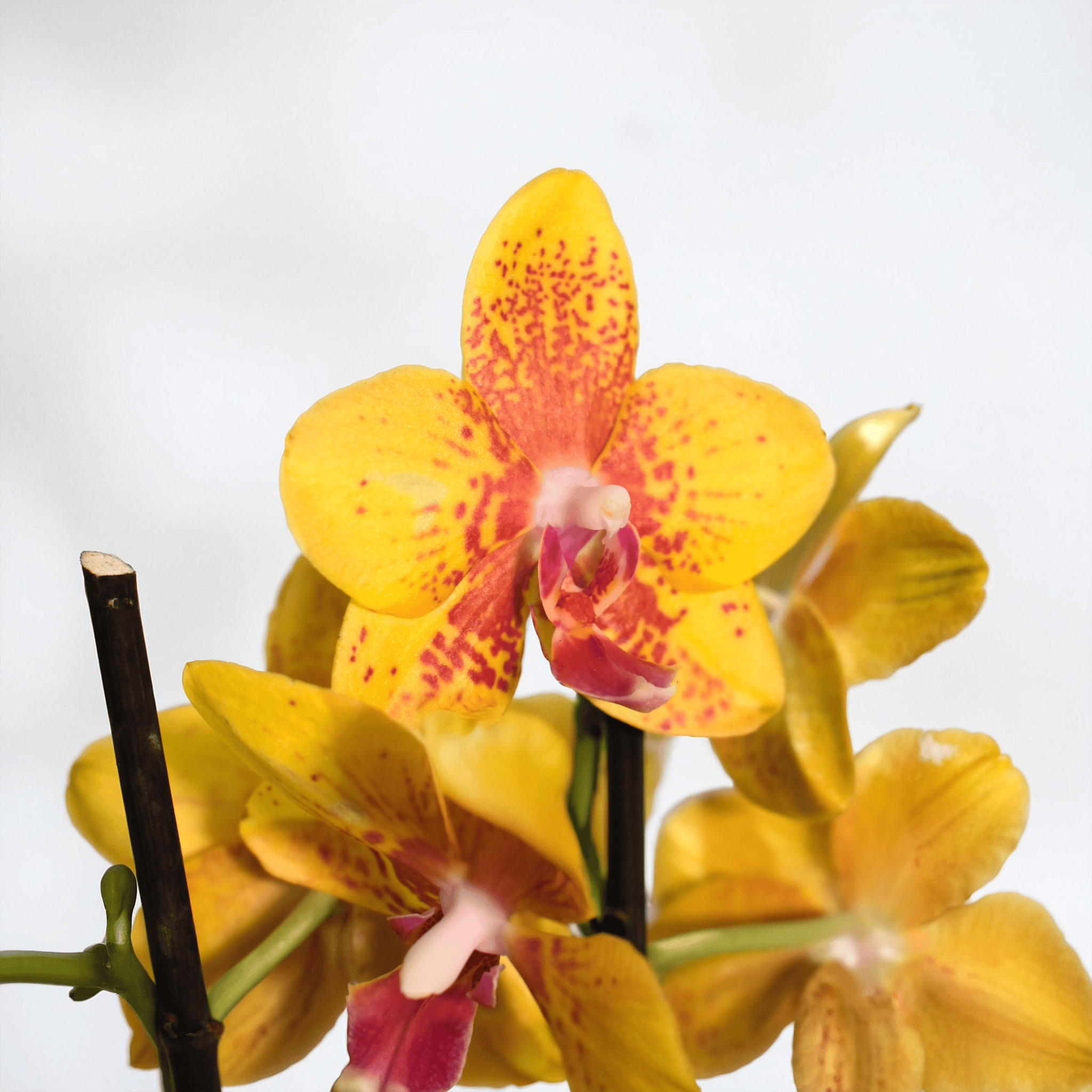 Double Phalaenopsis Orchid