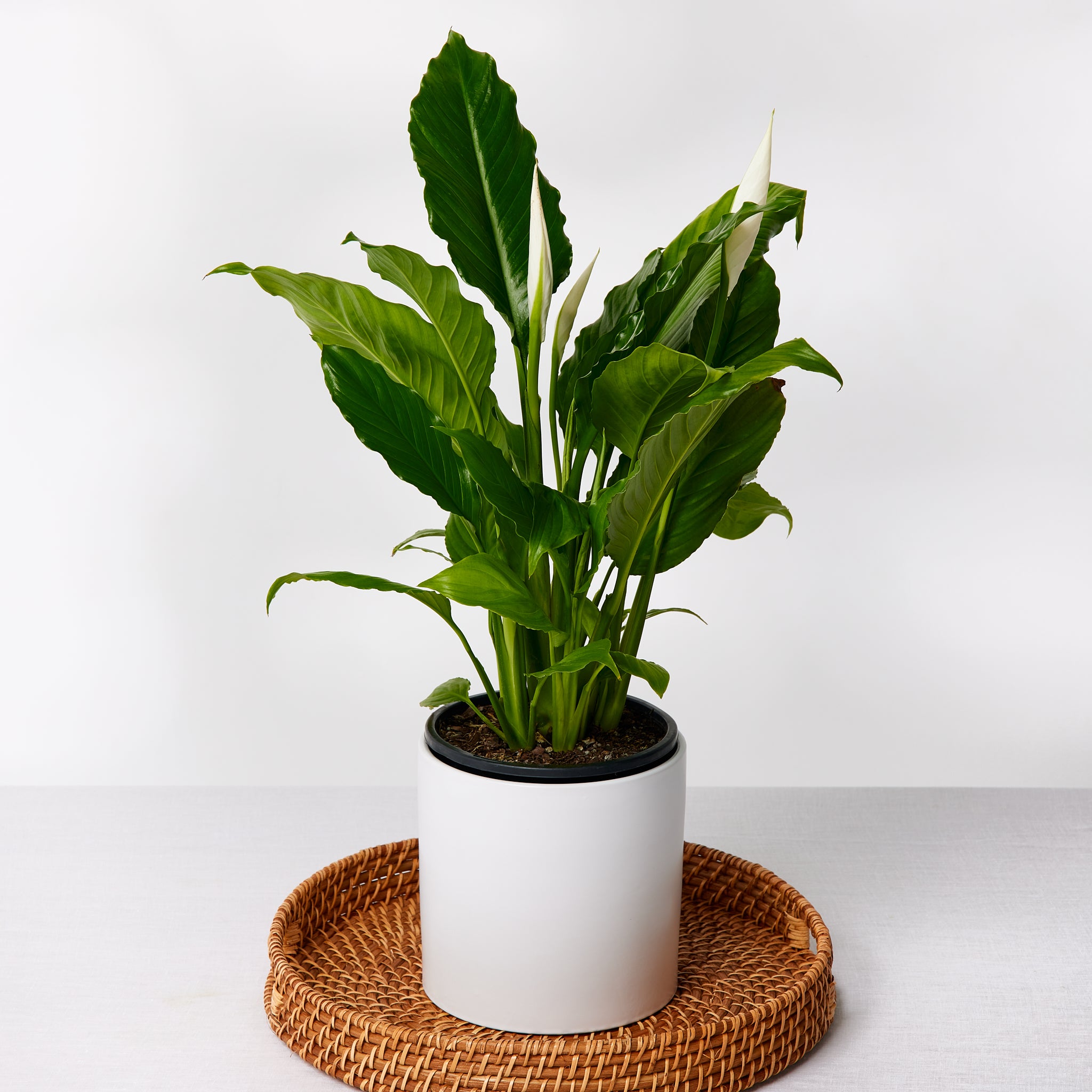 The Peace Lily