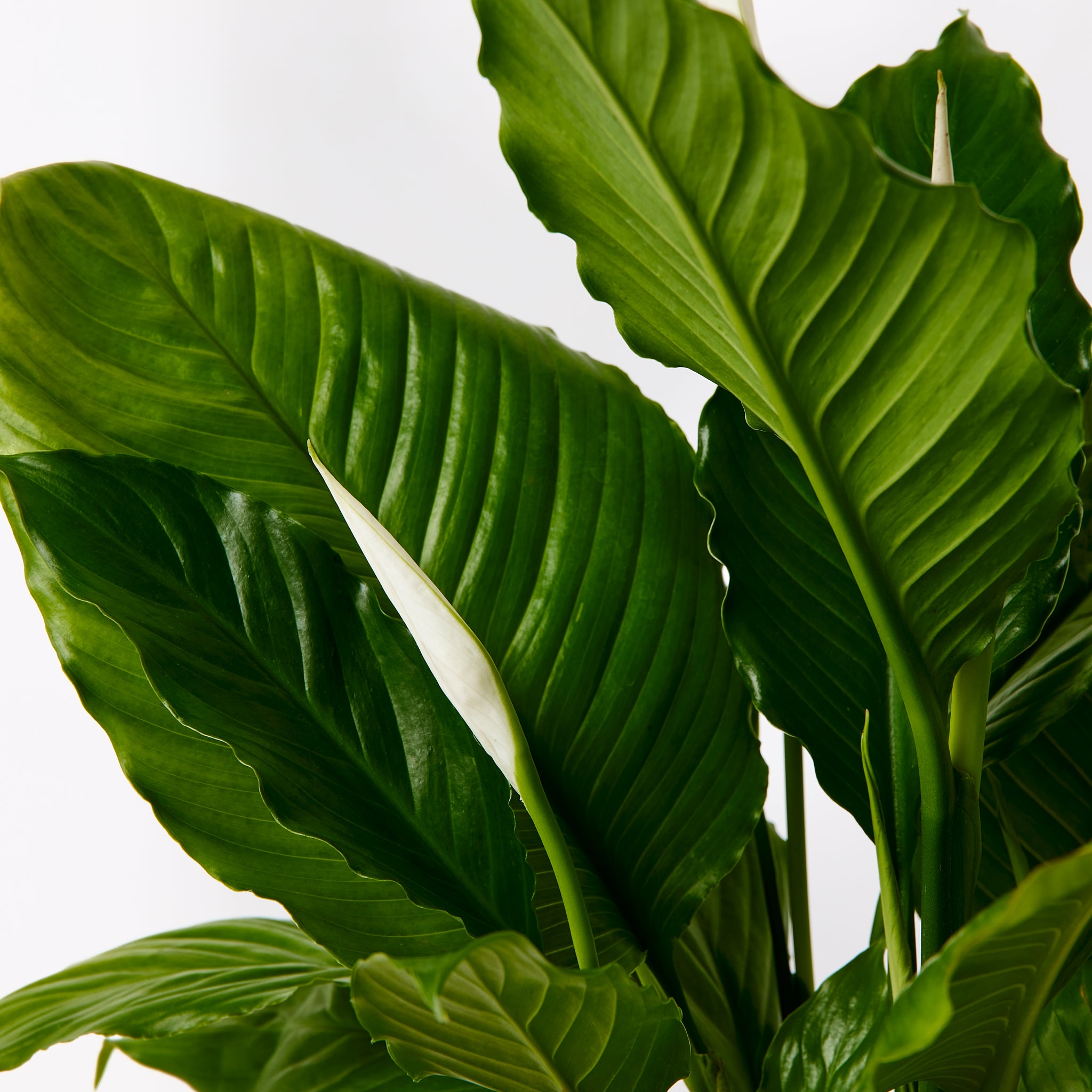 The Peace Lily