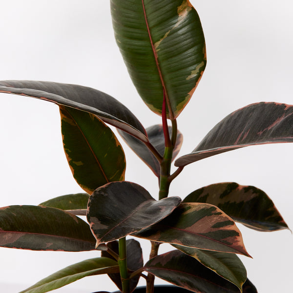 The Rubber Plant (Ruby Ficus)