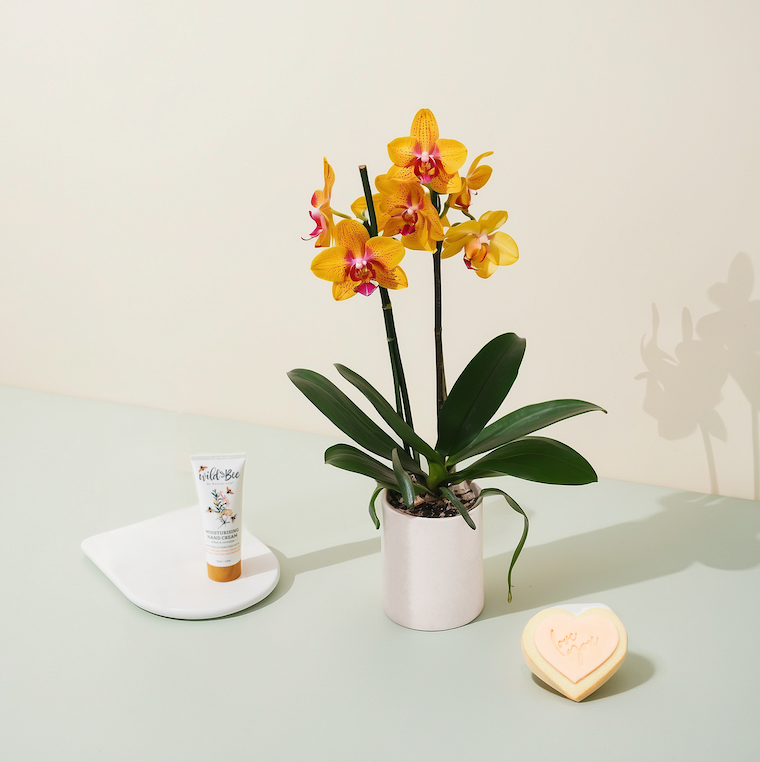 The Orchid Edit