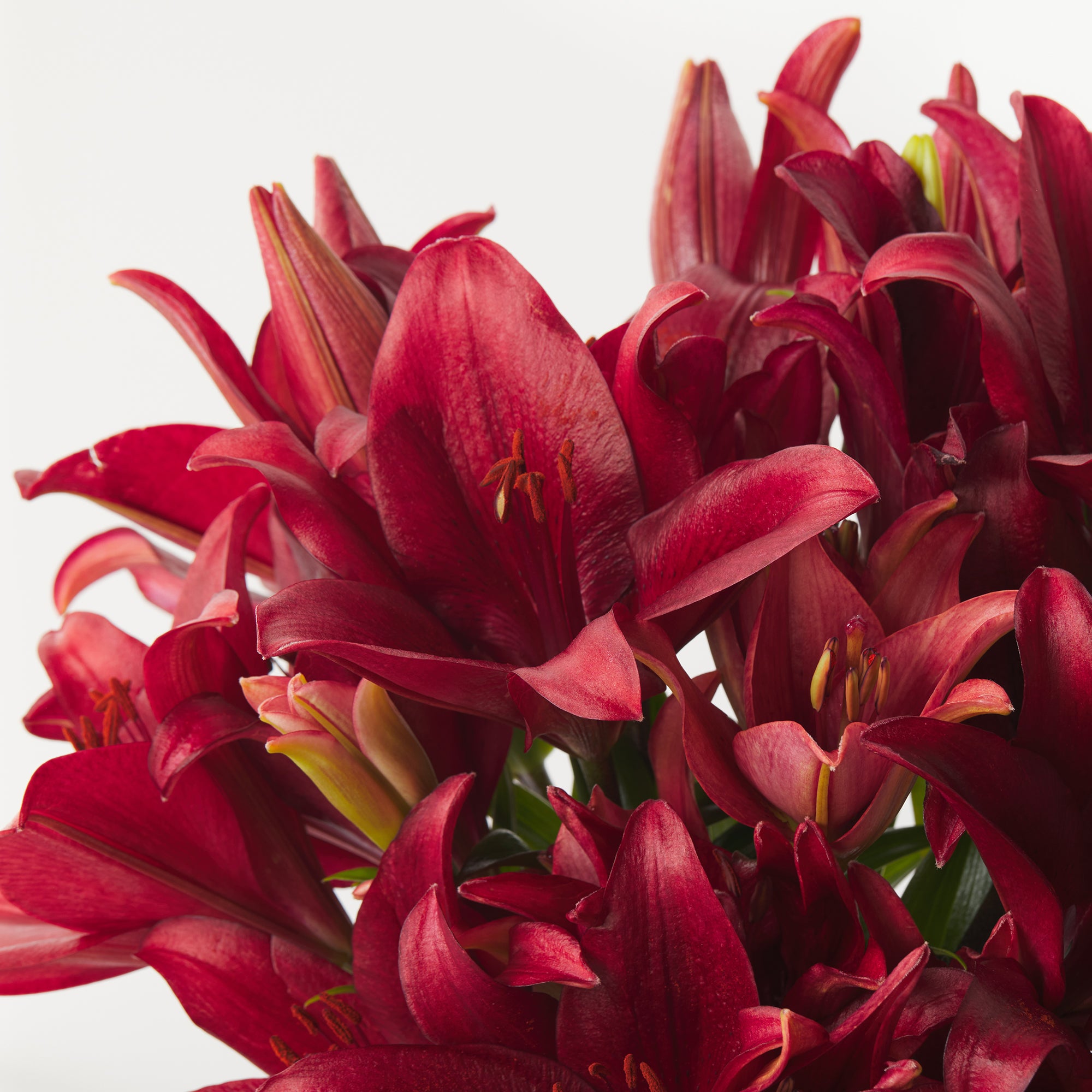 Red Tiger Lilies