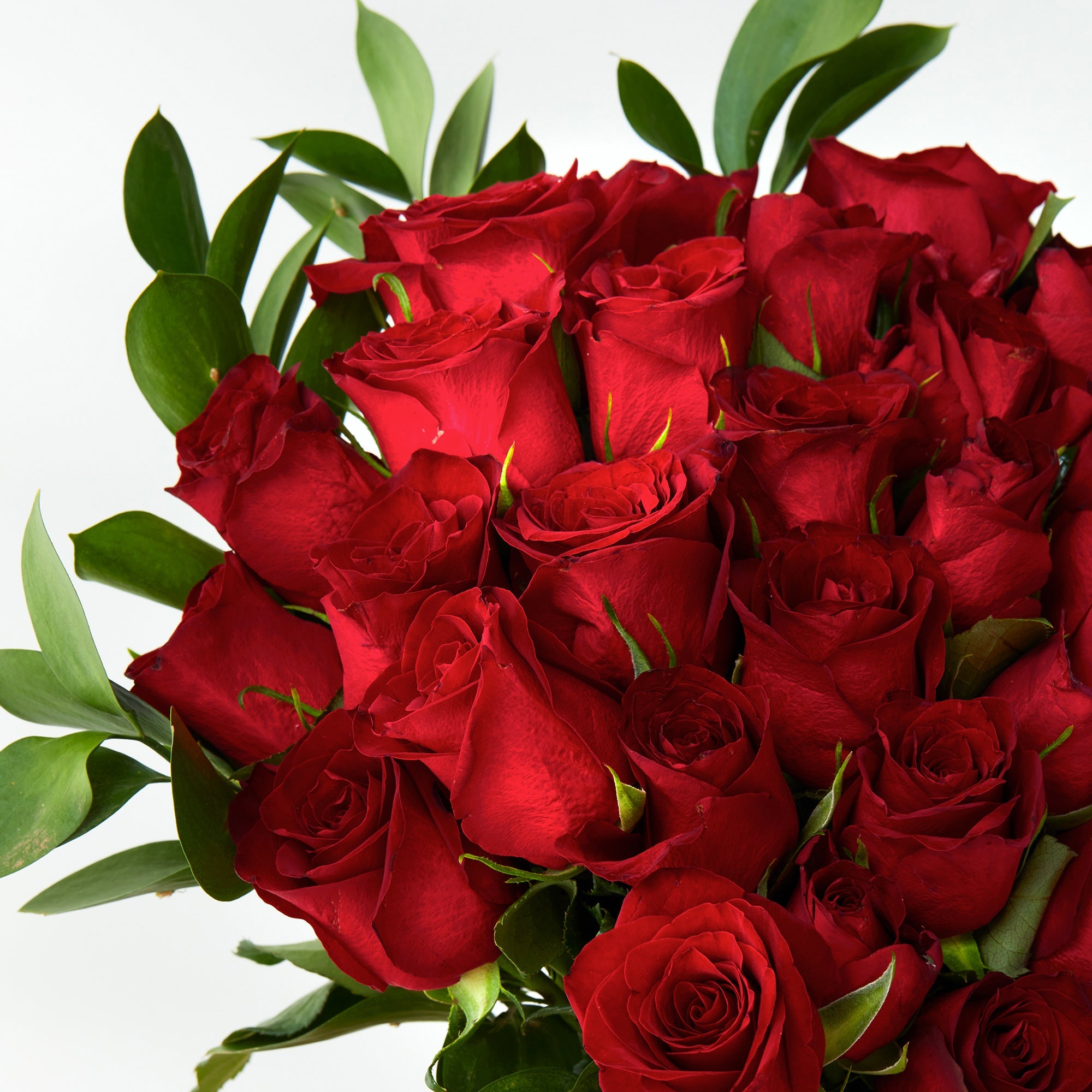 Red Roses | Subscriber Exclusive