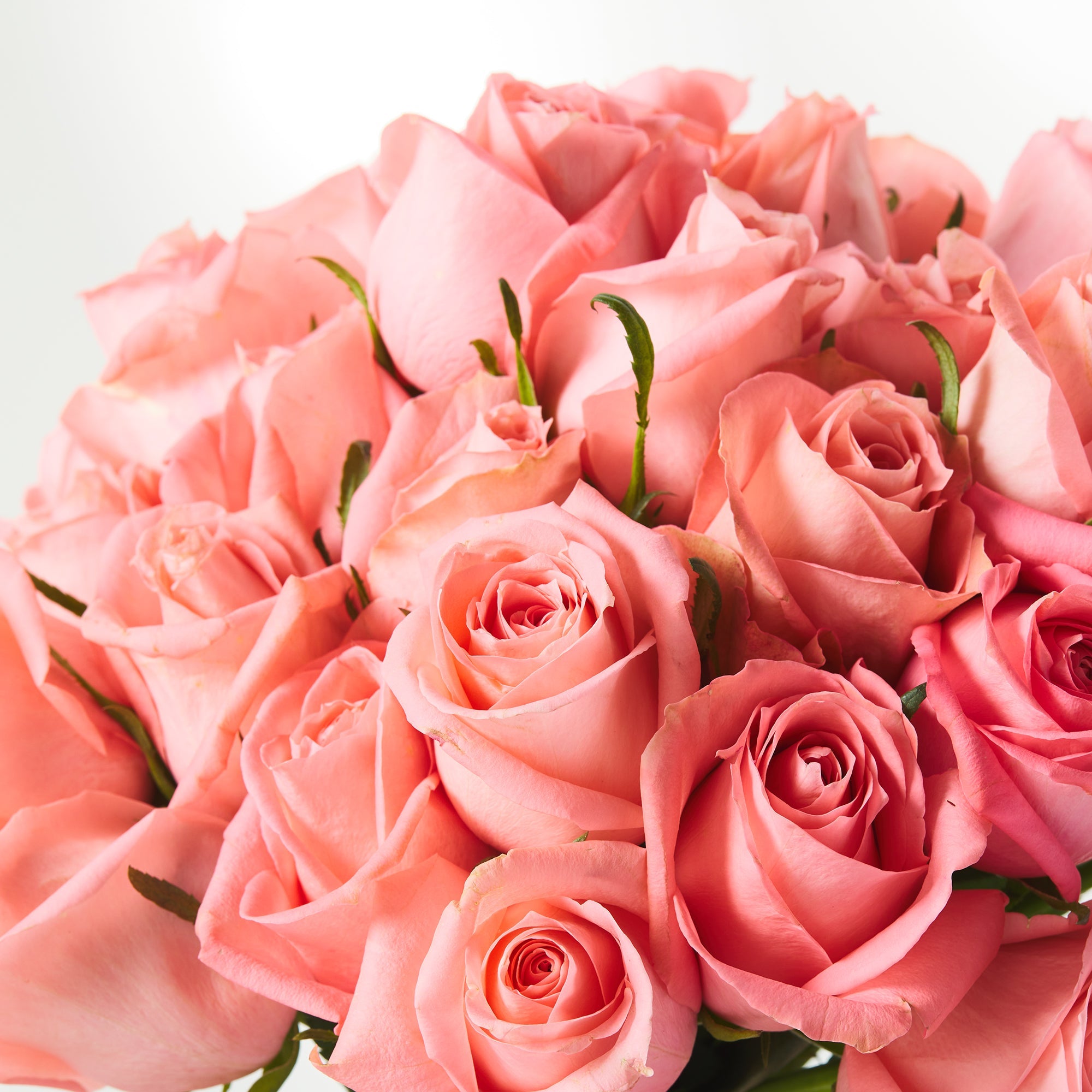 Pink Roses | Subscriber Exclusive