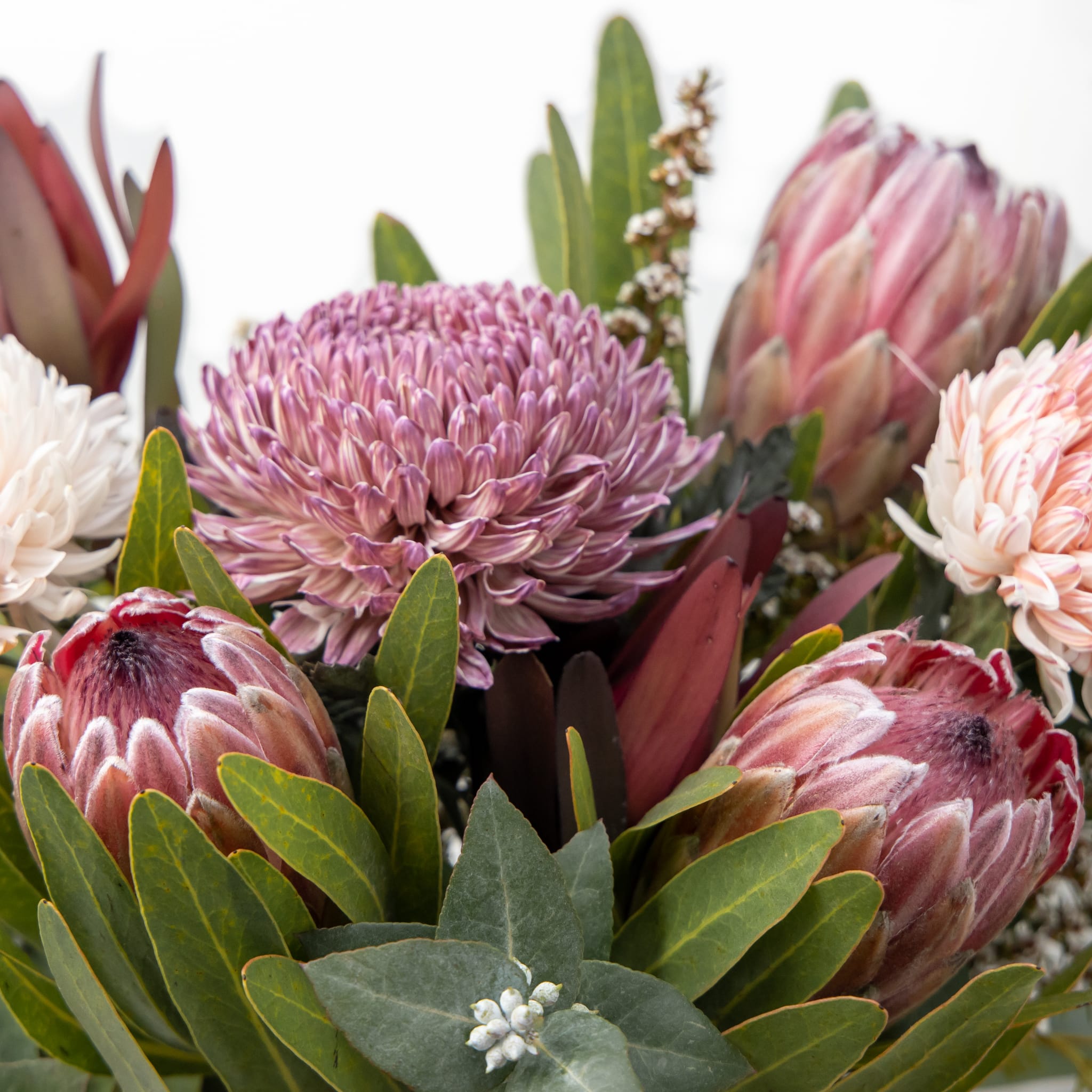 The Morgan - Floraly Australia