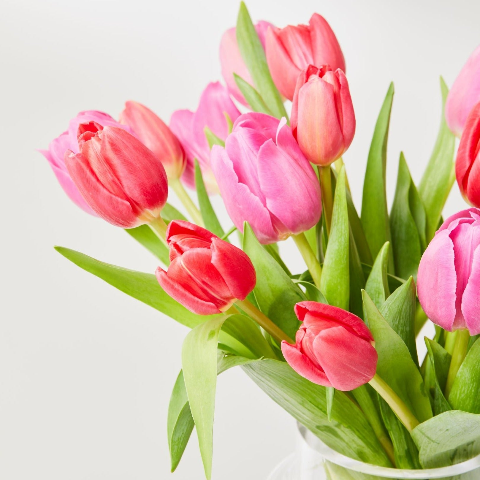 Mixed Tulips