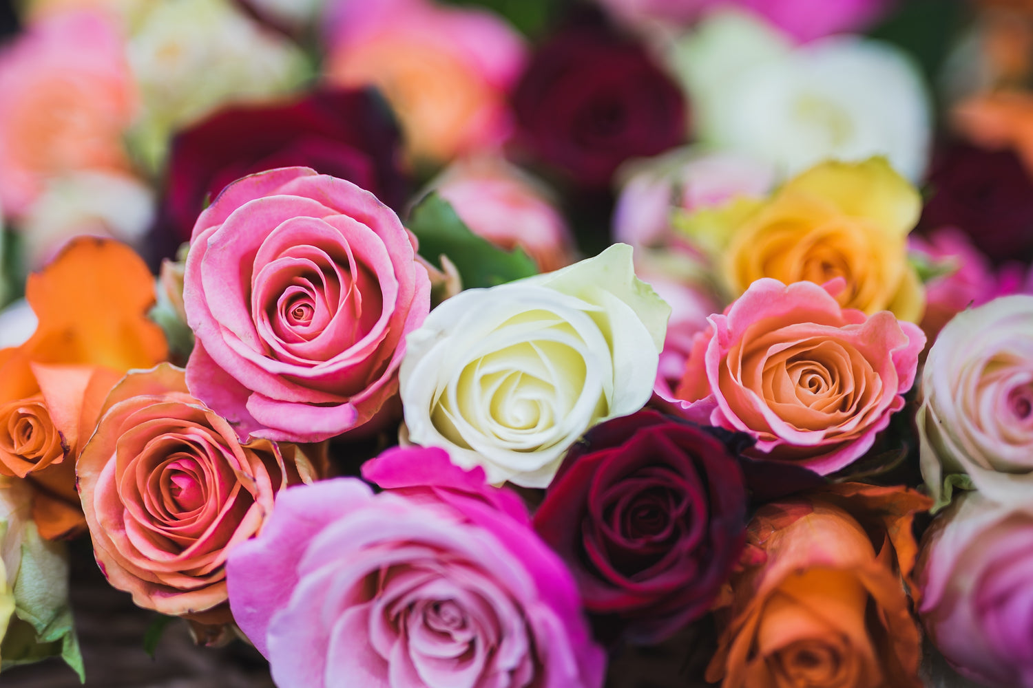 Rose Symbolism, Colours and Meanings