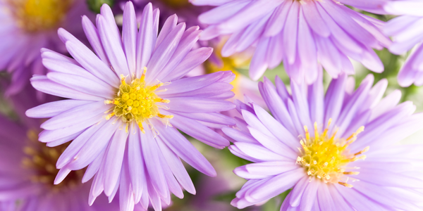 The Aster Flower: Meanings, Images & Insights