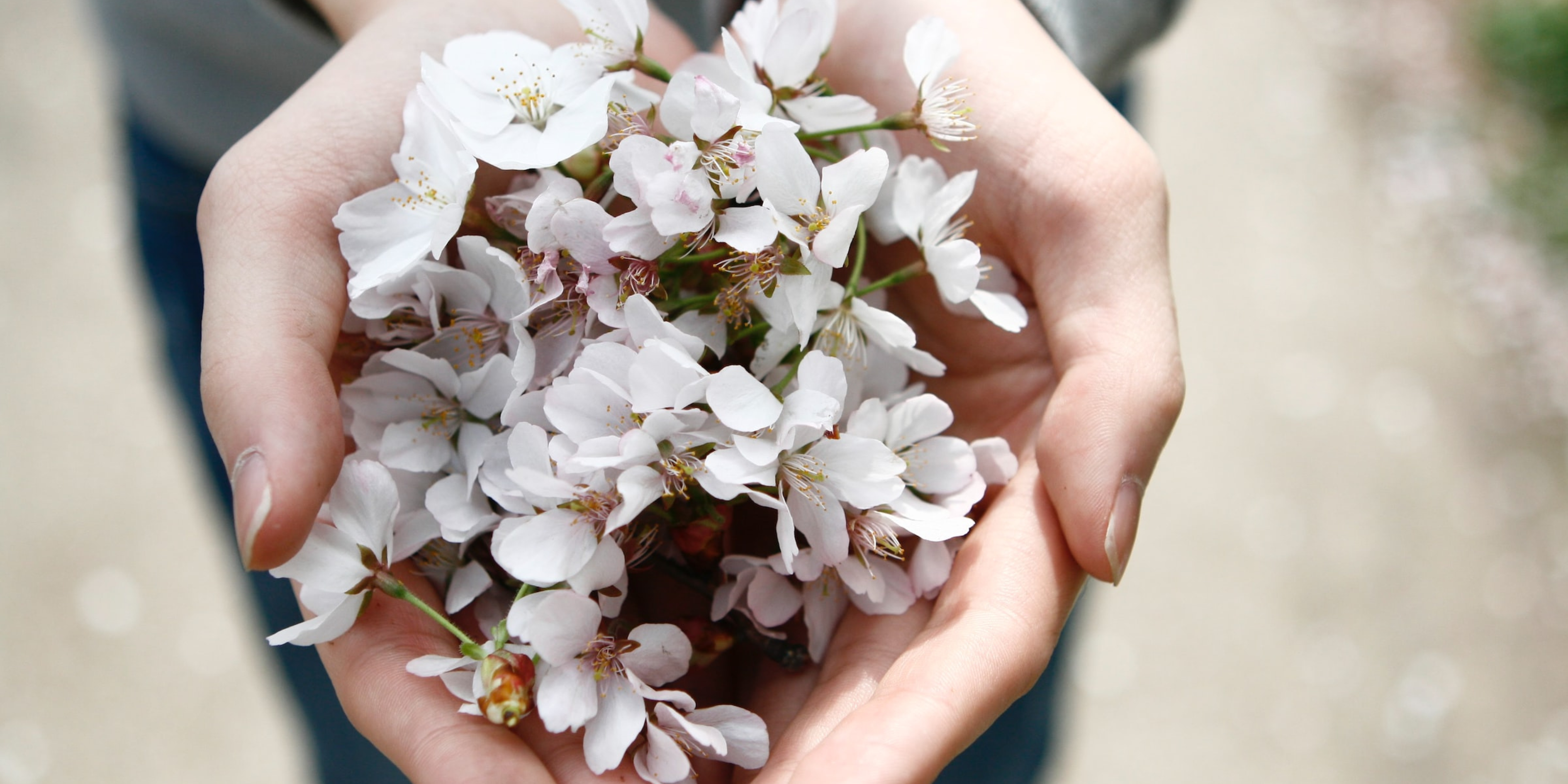 Birth Flowers by Month | Find Meaning in Your Birth Flower