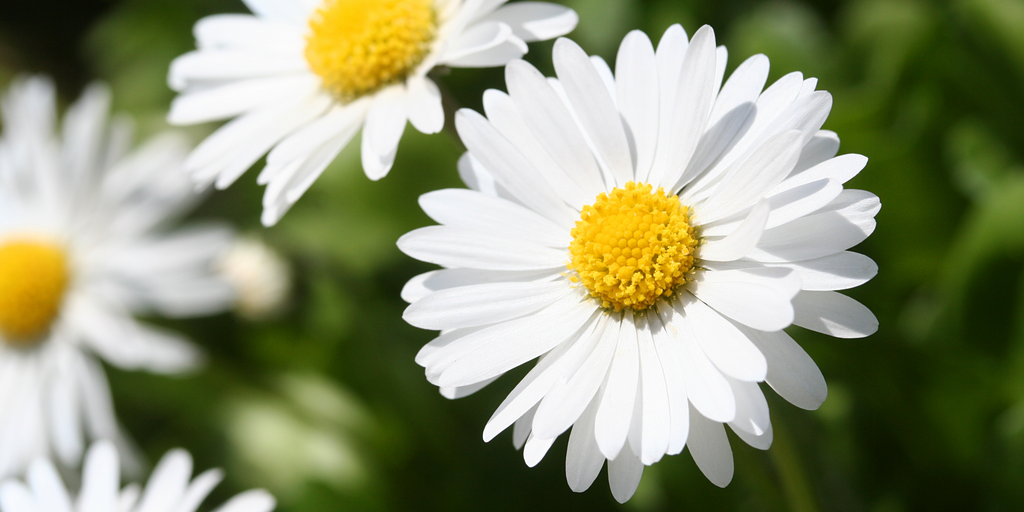 White Daisy Flower Png