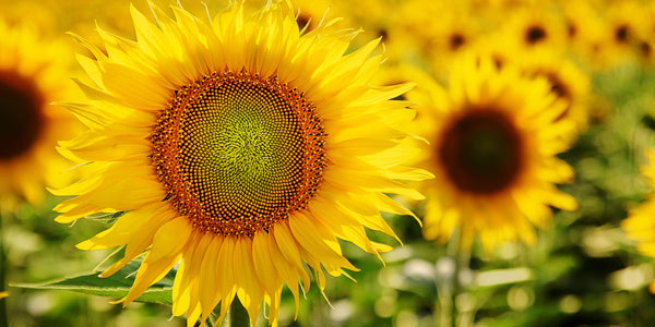 How to Care for Sunflowers: Summer's Favourite Bloom
