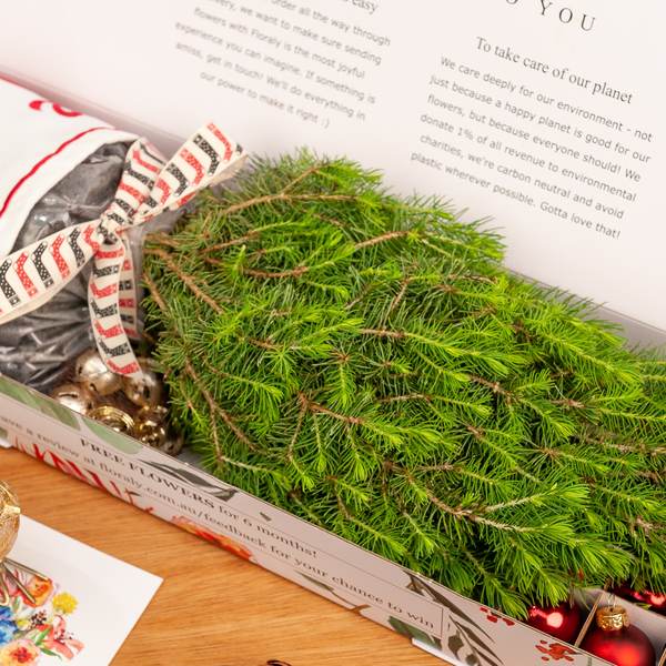 How to Care for your Potted Christmas Tree Floraly