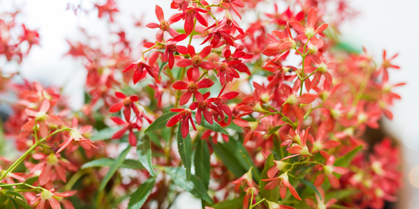 The Best Christmas Flowers to Send in Australia