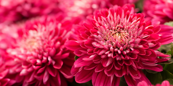 November Birth Flowers & Meanings: Chrysanthemums & Peonies