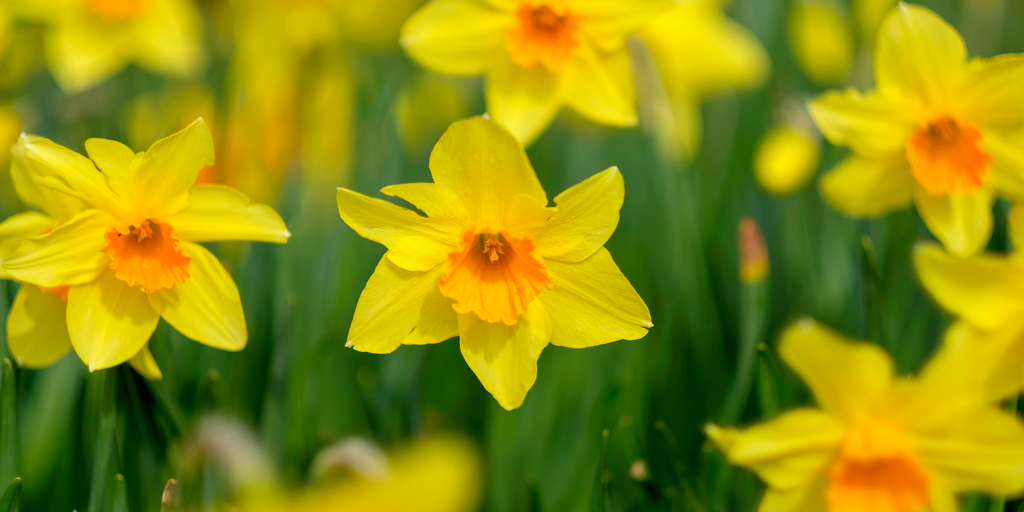 The Daffodil: Meanings, Images & Insights