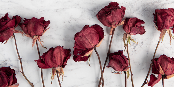 How to Dry Flowers Quickly: For Those on a Time Budget