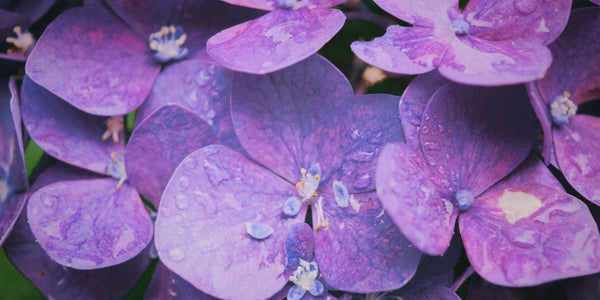 February Birth Flowers & Meanings: Violet & Primrose