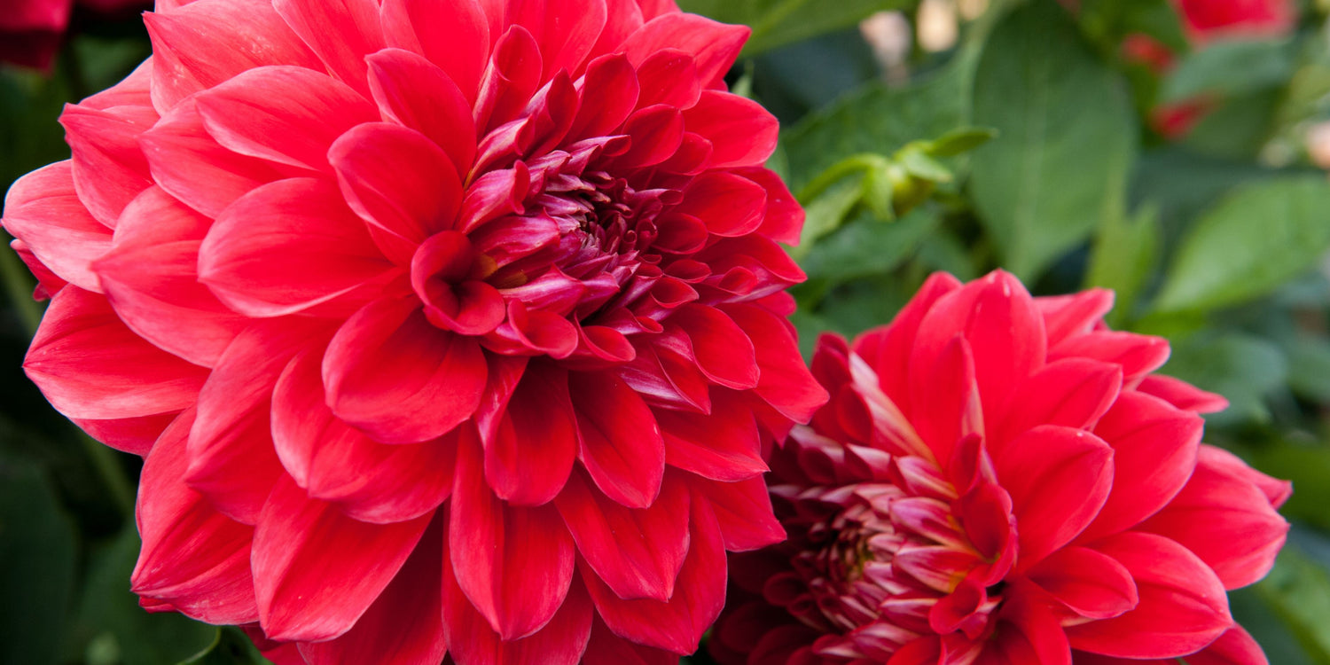 Valentine's Day Flower Guide: Flowers that Represent Love