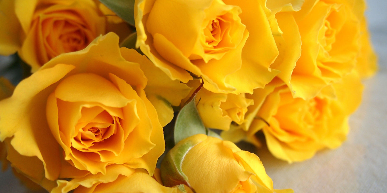 Friendship Flowers: Blooms to Celebrate Your Besties
