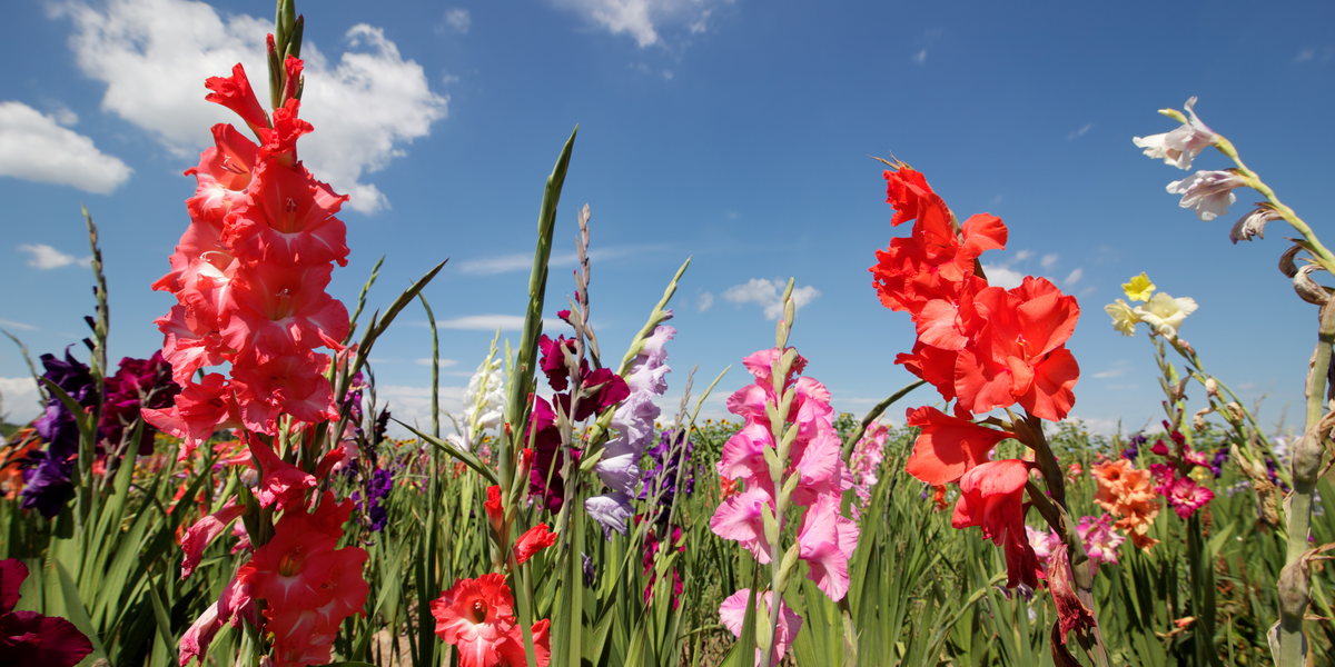 The Gladiolus Flower: Meanings, Images & Insights | Floraly