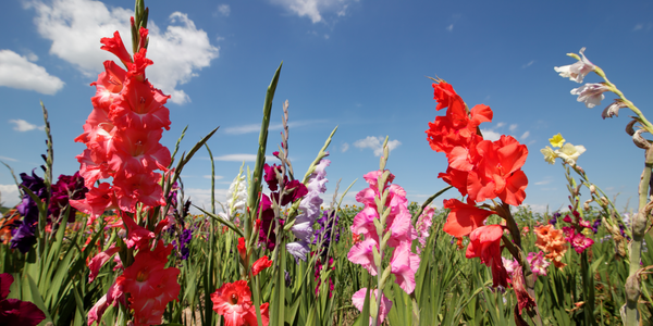 The Gladiolus Flower: Meanings, Images & Insights