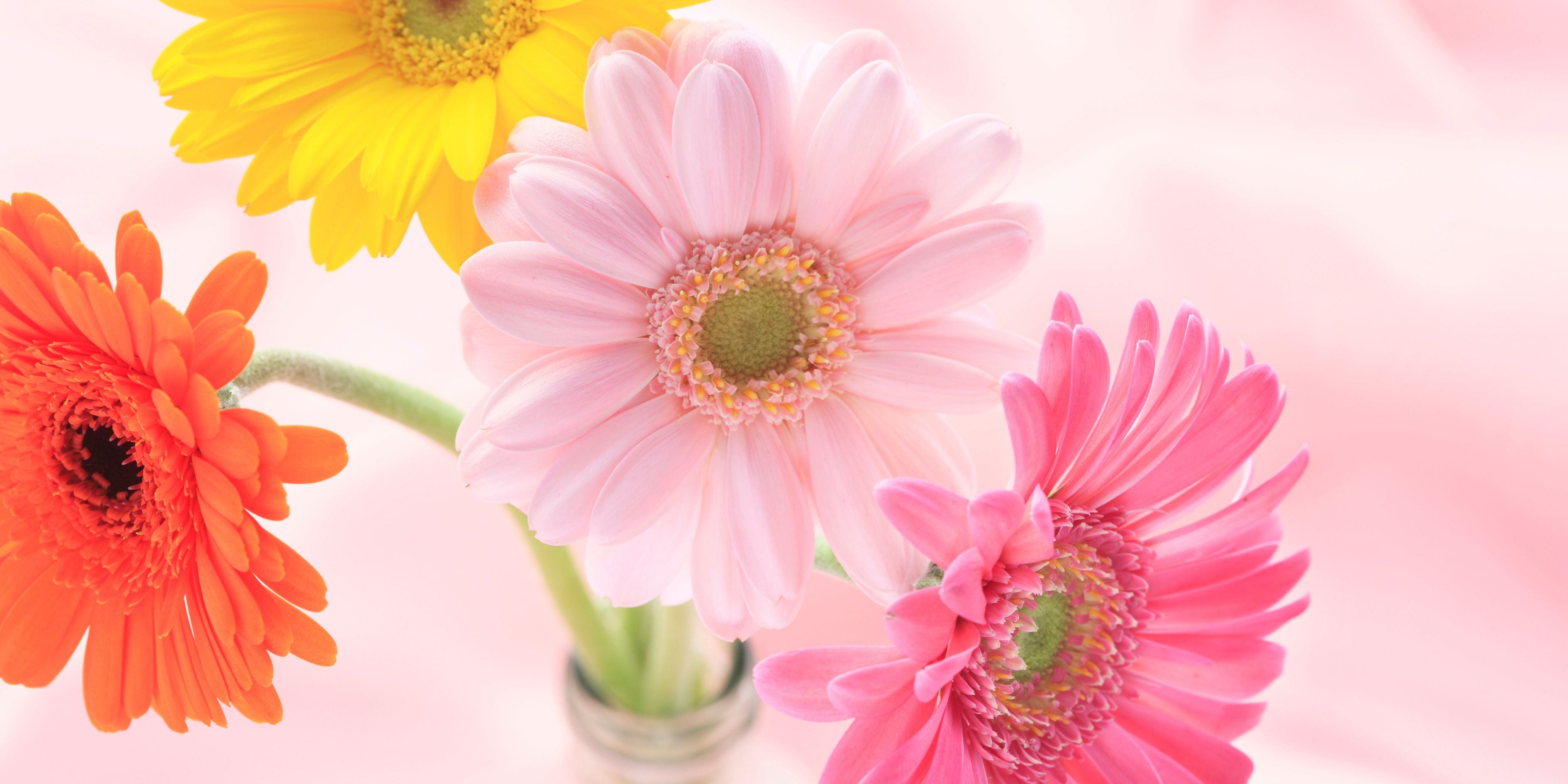 Your Guide to the Best Housewarming Flowers