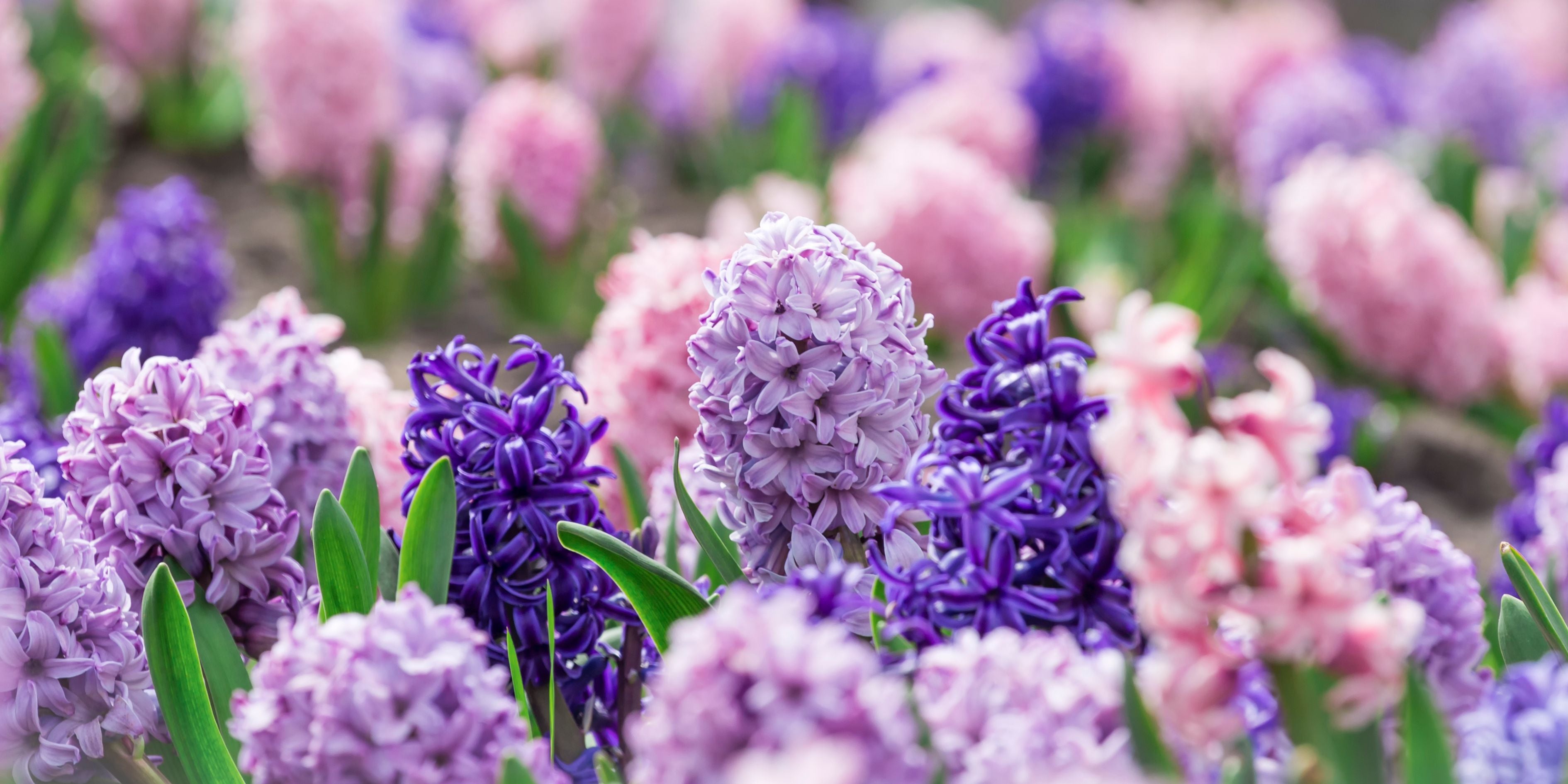 How to Create the Perfect Easter Flower Arrangement
