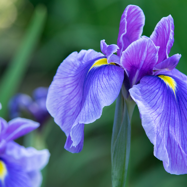 Iris Flower Represents at Corrina Davis blog