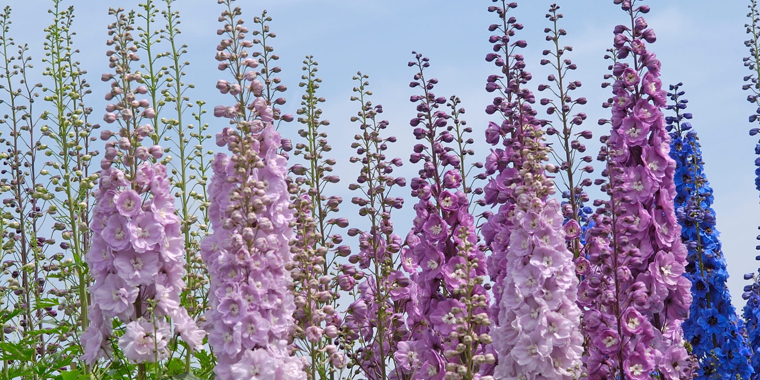 July Birth Flowers & Meanings: Water Lily & Larkspur