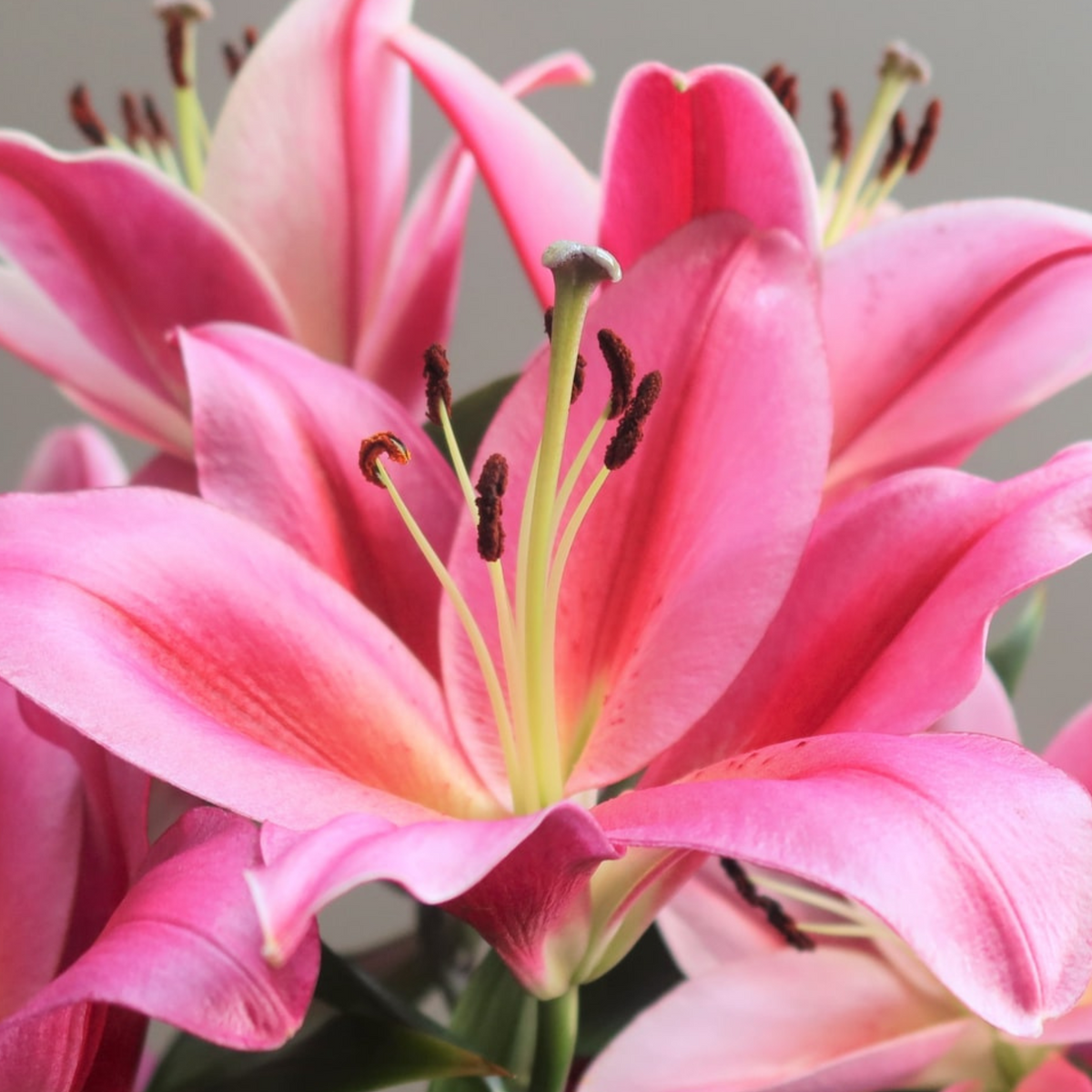 What Do Lilies Represent? | The Floraly Journal