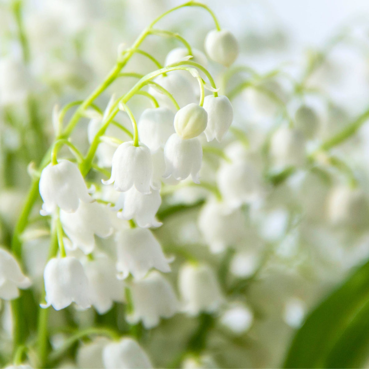 May Birth Flowers & Meanings: Lily of the Valley & Hawthorn
