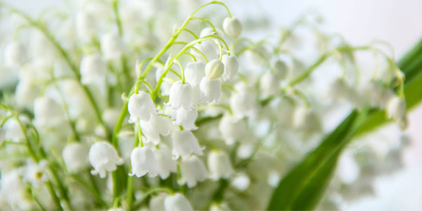 May Birth Flowers & Meanings: Lily of the Valley & Hawthorn