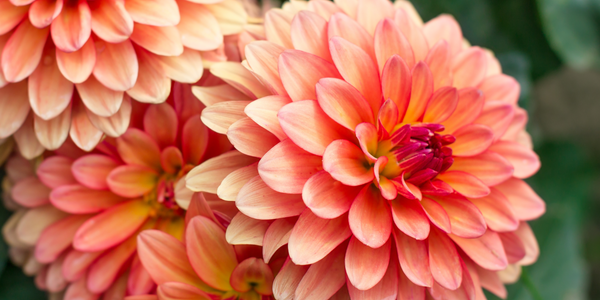 The Dahlia Flower: Meanings, Images & Insights