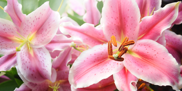 The Lily Flower: Meanings, Images & Insights