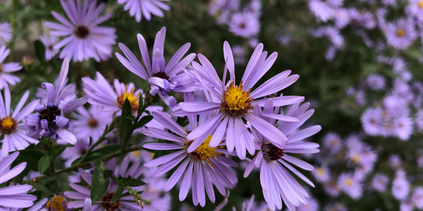 September Birth Flowers & Meanings: Aster & Morning Glory