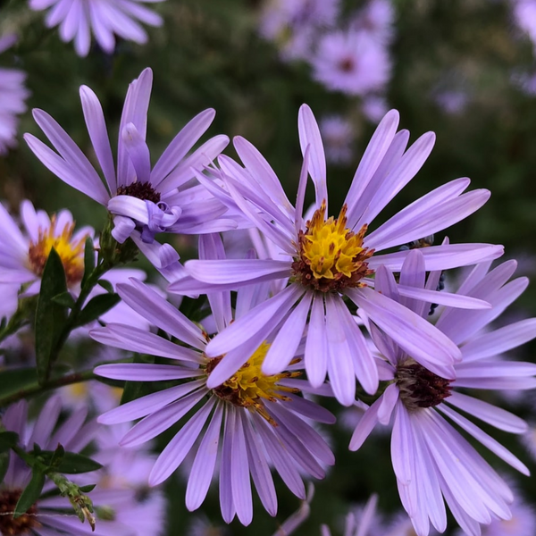 Septmber Spring September Aster Flower