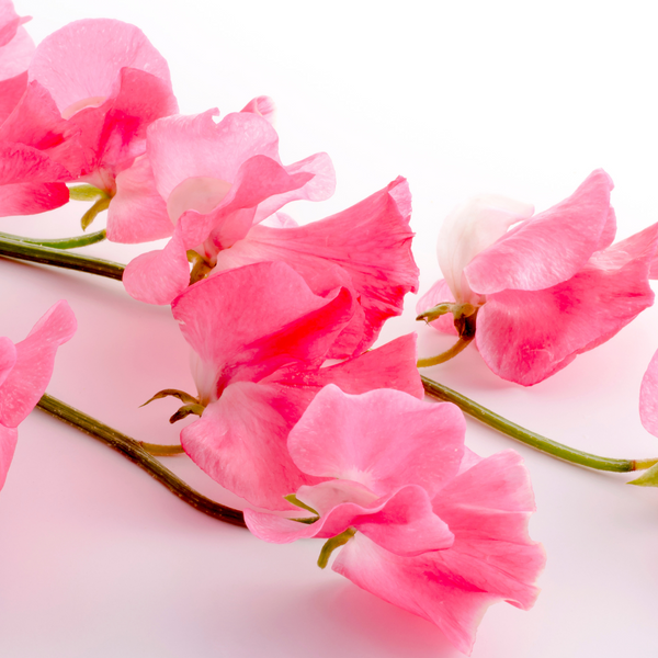April Birth Flower Sweet Pea