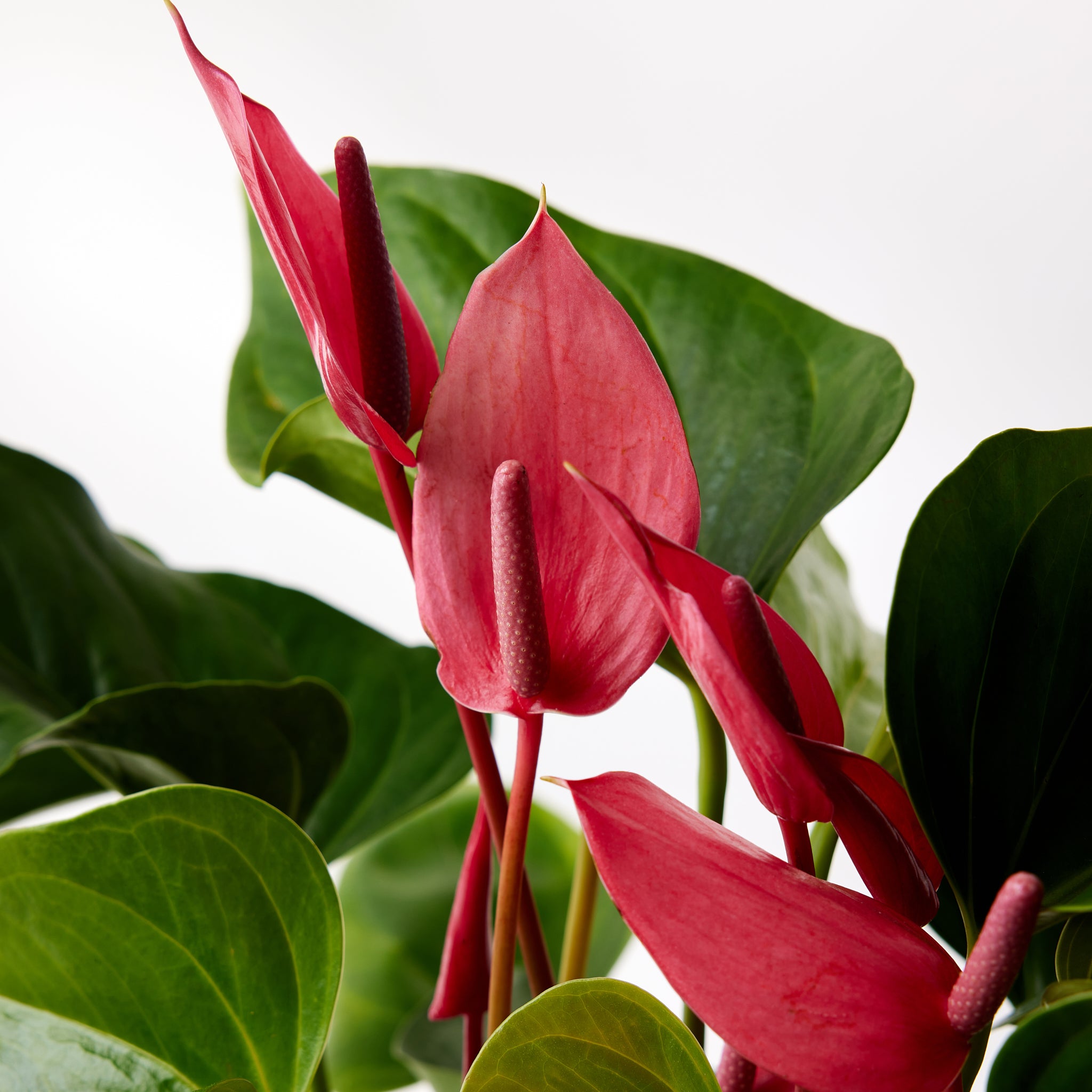 The Anthurium