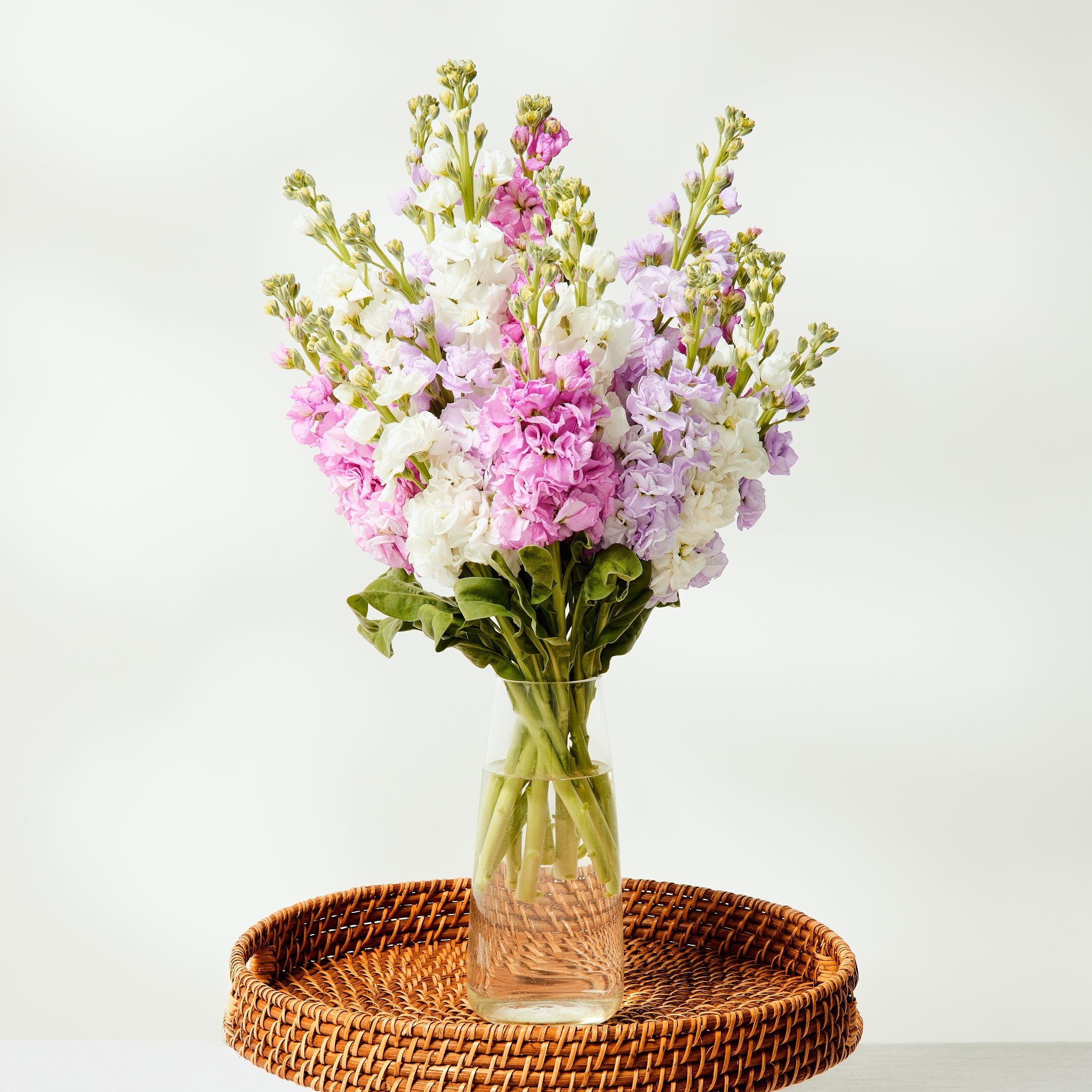 Mixed Stocks | Assorted Colours | Floraly