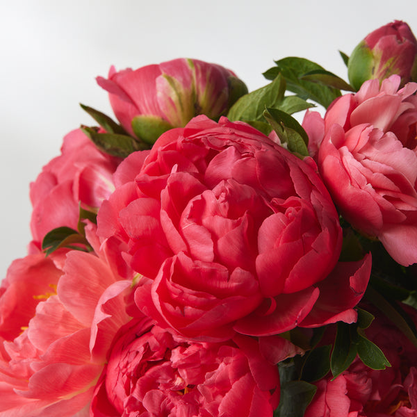 Seasonal Peonies