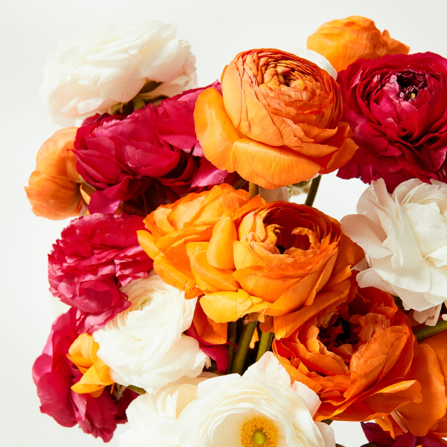 Mixed Ranunculus Flowers | Farm-Fresh Buttercups by Floraly
