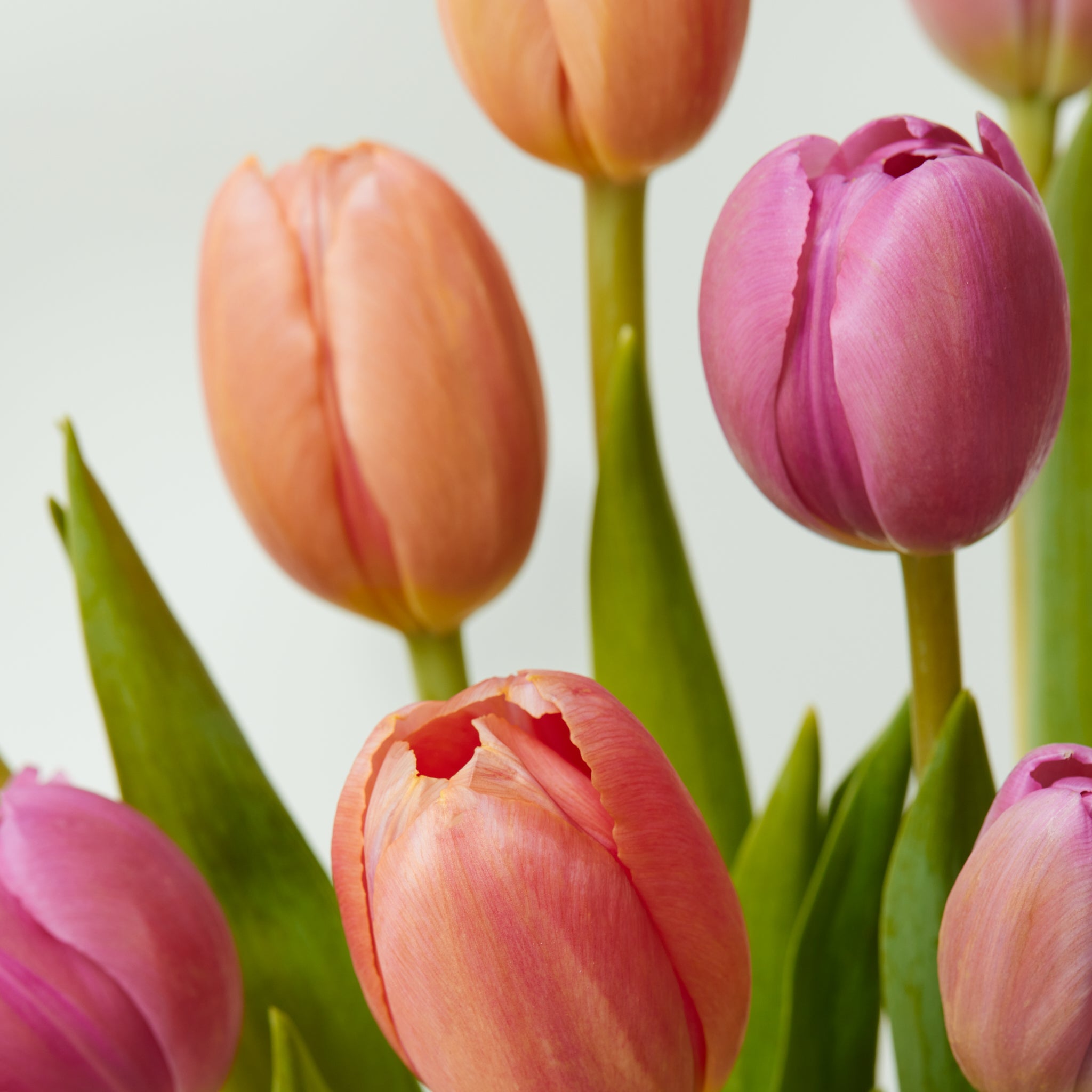 Mixed Tulips