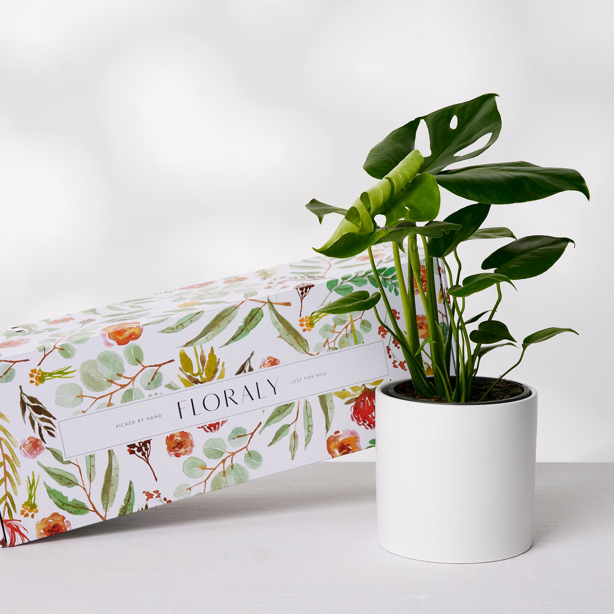 The Monstera Deliciosa